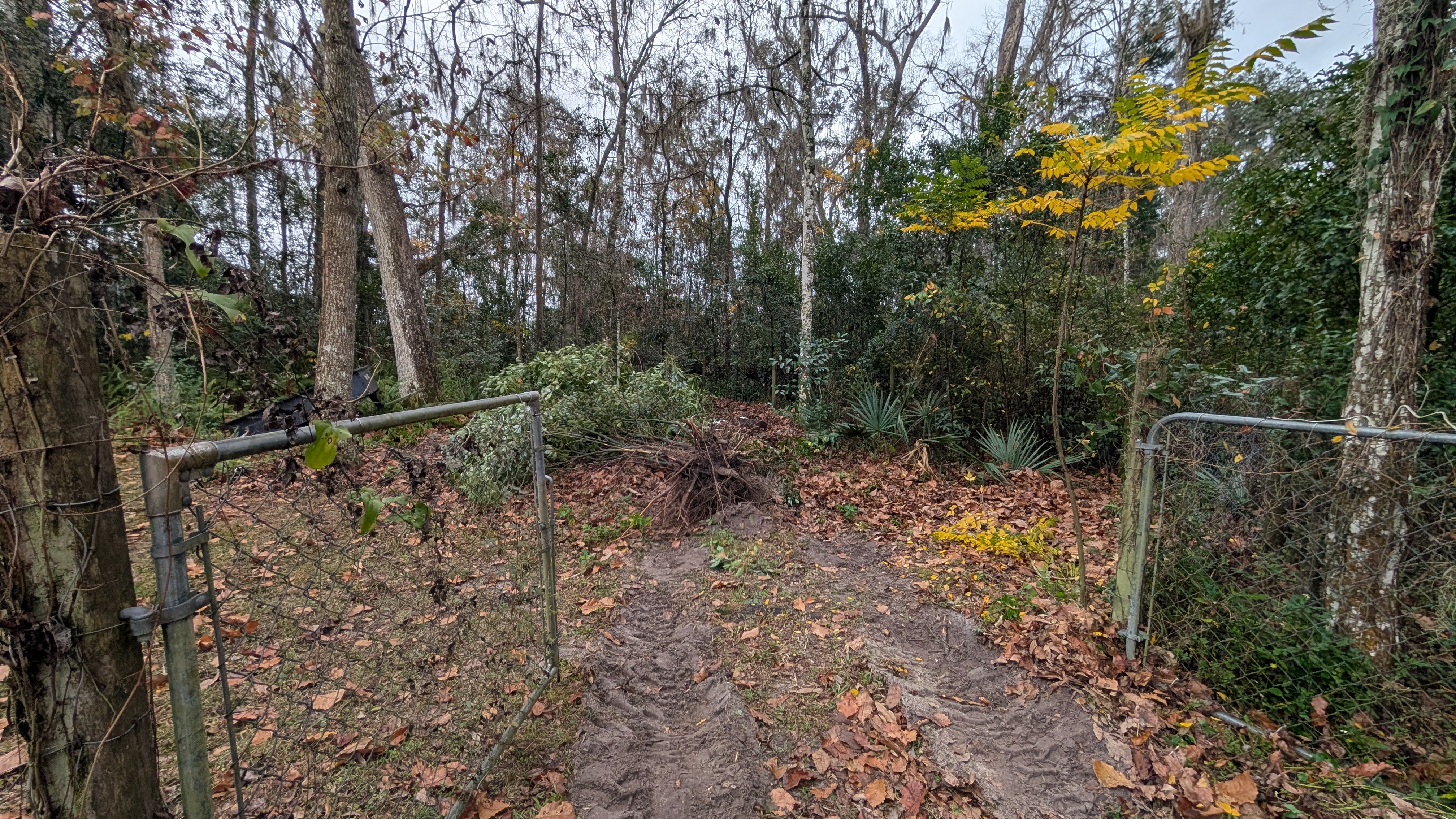 Land before clearing